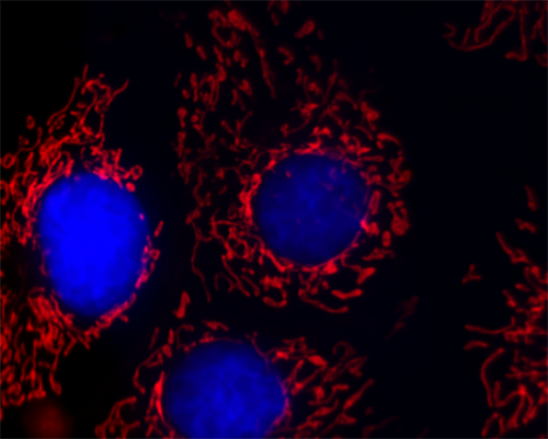 Bpae Cells Imaged With The Celena S Logos Biosystems Advanced