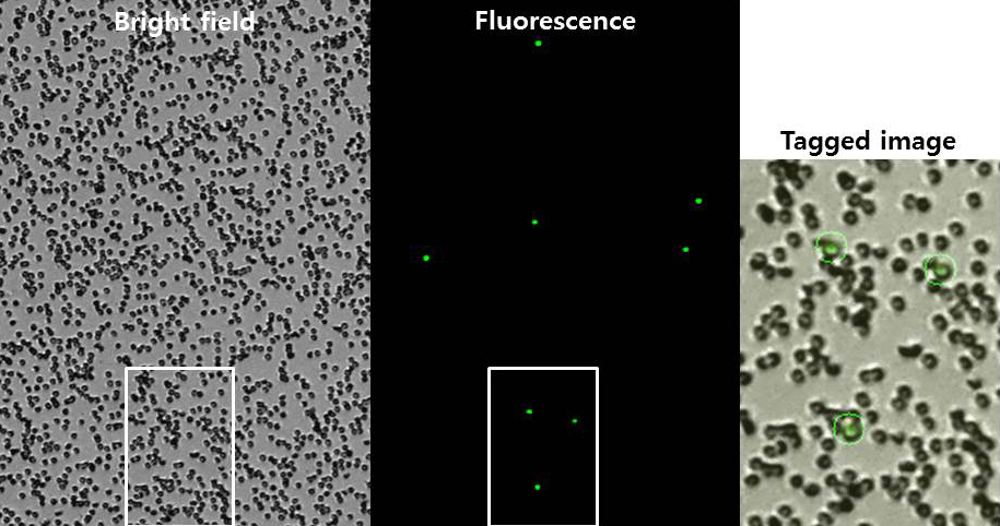 Human Peripheral Blood Logos Biosystems Advanced Imaging Solutions