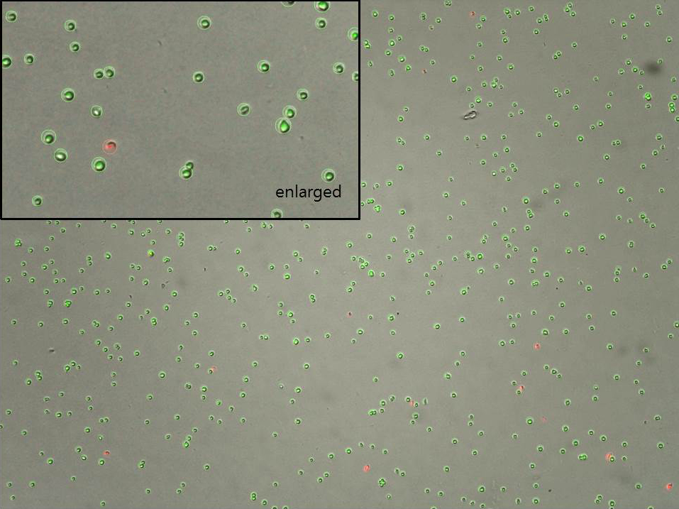 Jurkat Logos Biosystems Advanced Imaging Solutions For Research