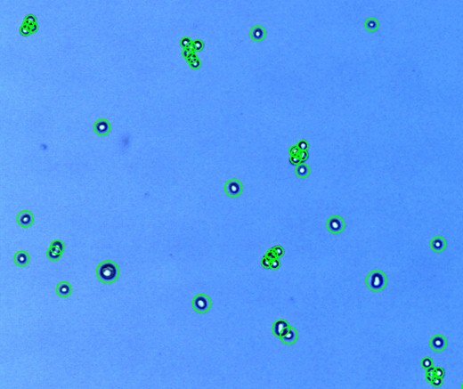 Capan 2 Logos Biosystems Advanced Imaging Solutions For Research