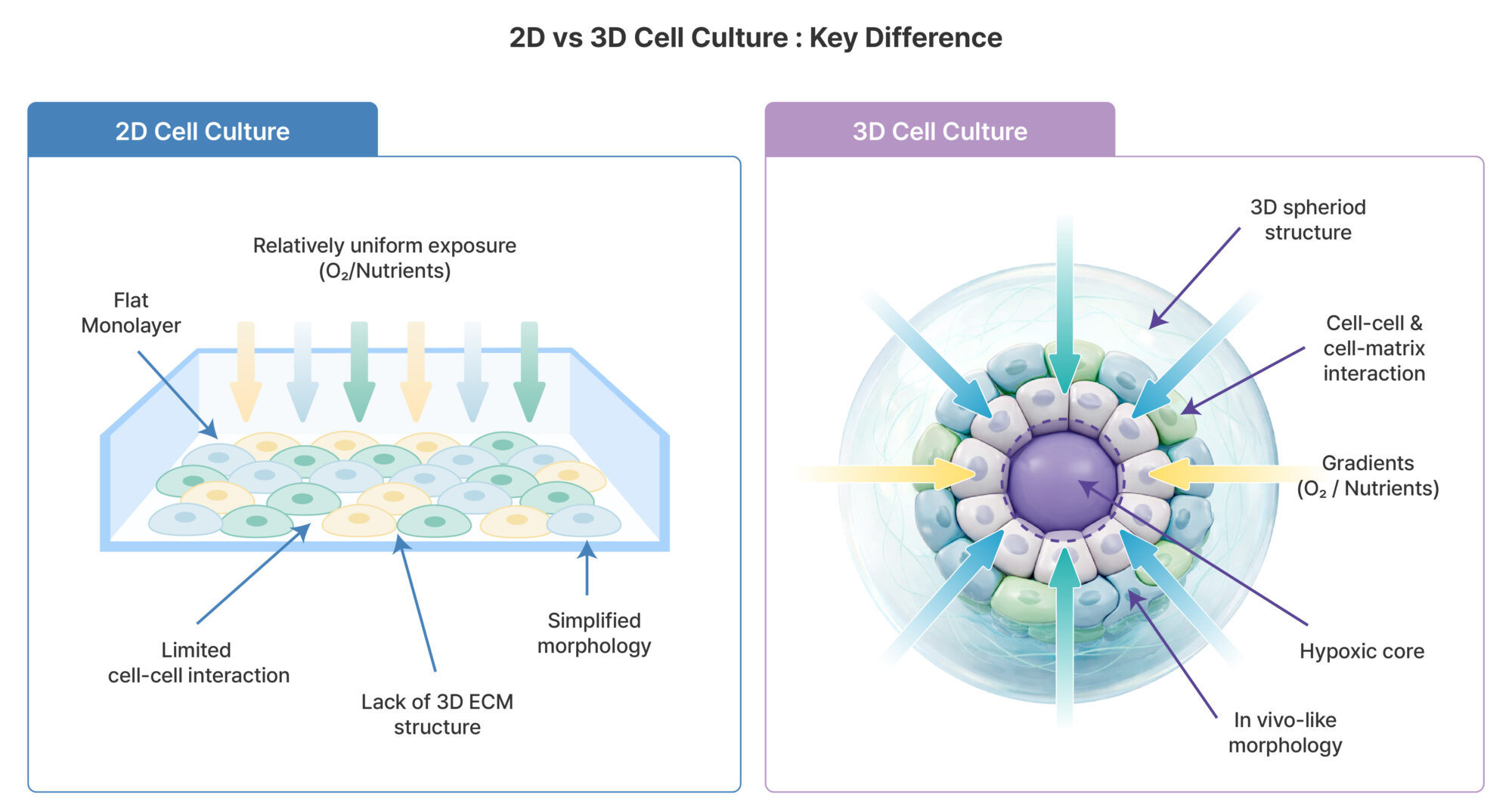Structural differences between 2D and 3D cell culture systems