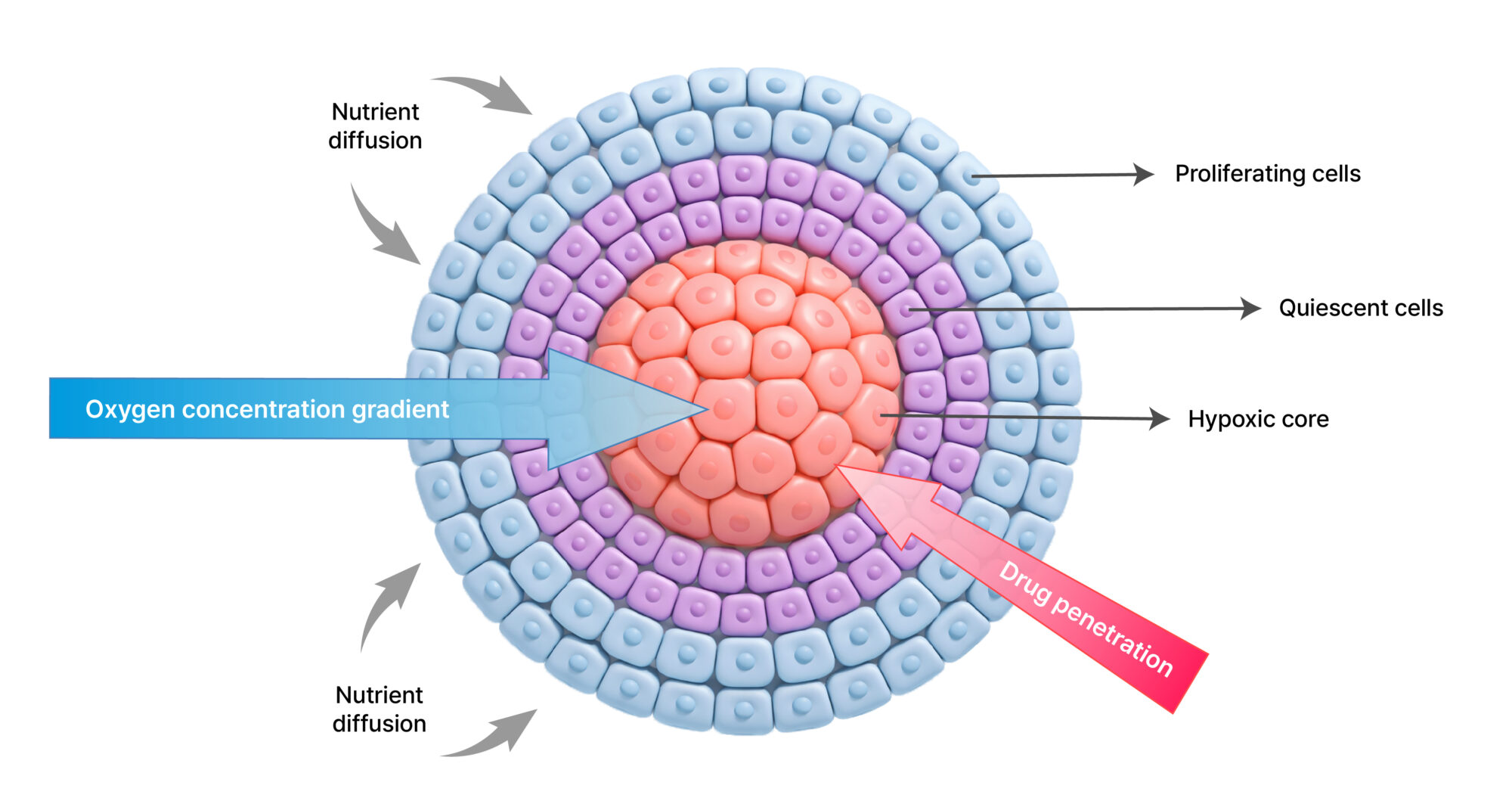 Structural characteristics and gradient formation in tumor spheroids