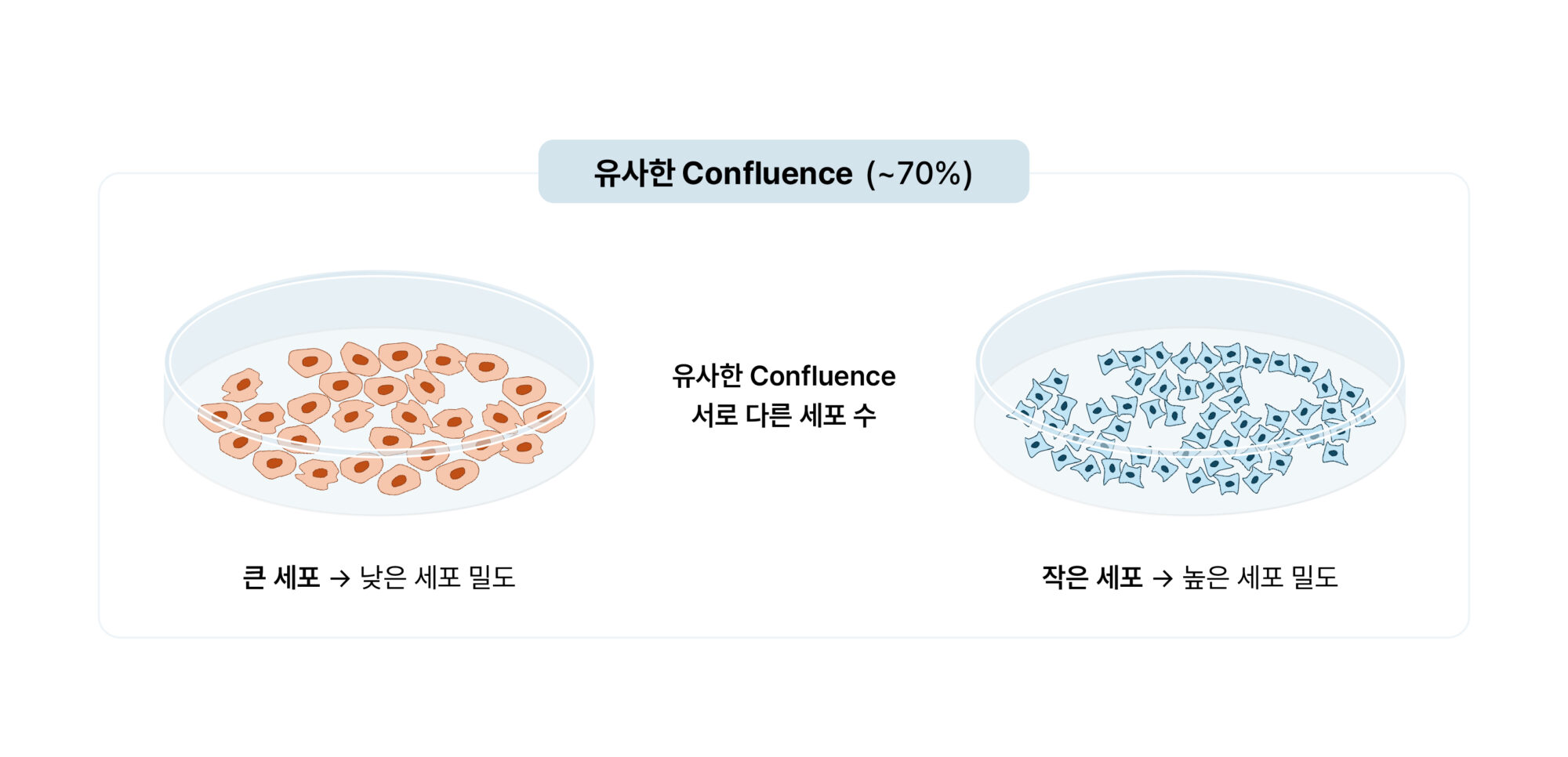 Confluence와 Cell Density의 차이