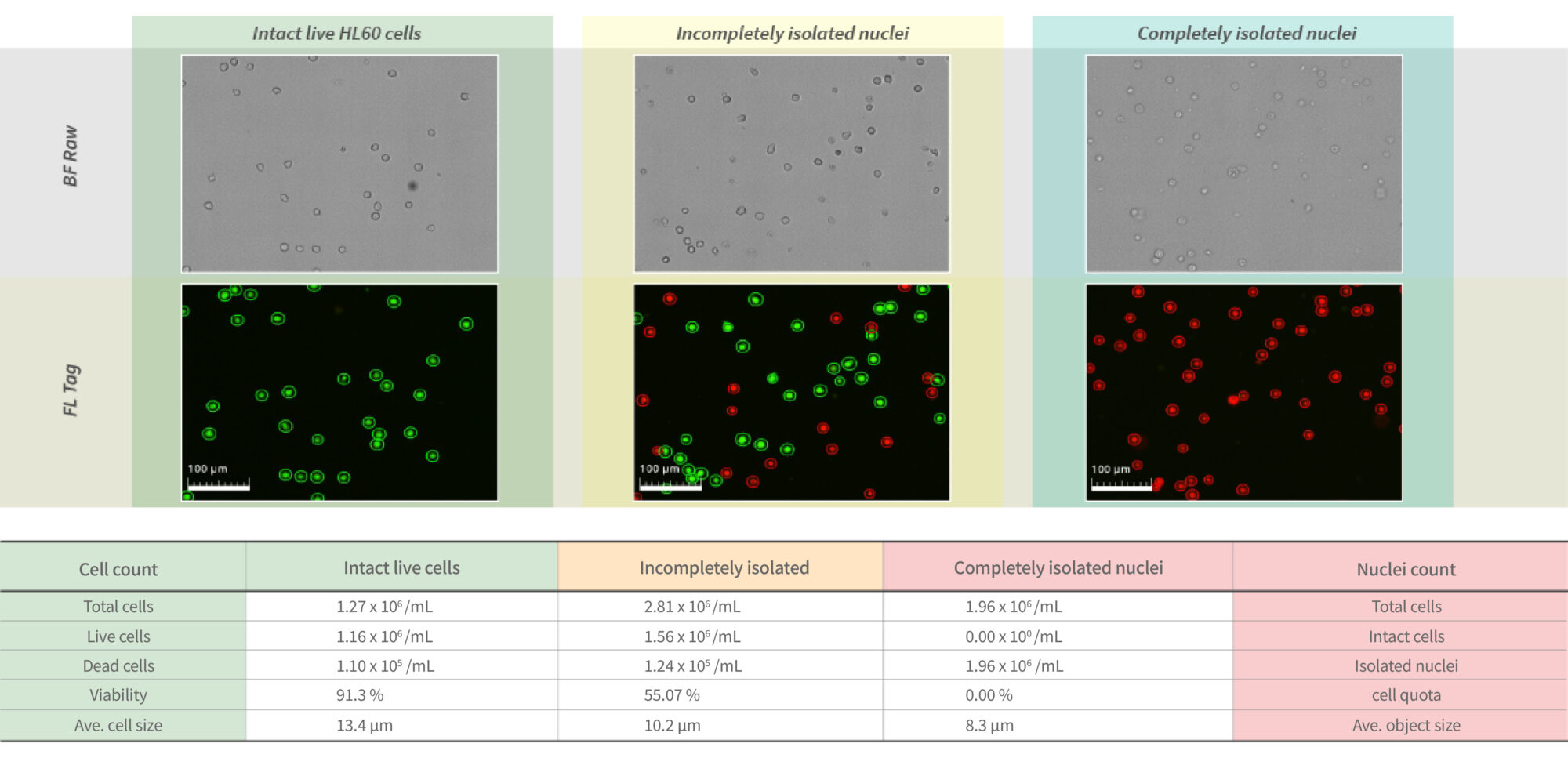 Possible results from nuclei isolation processes of HL 60 cells
