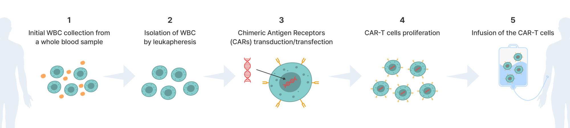 Comparison Between Normal T Cells and CAR-T Cells