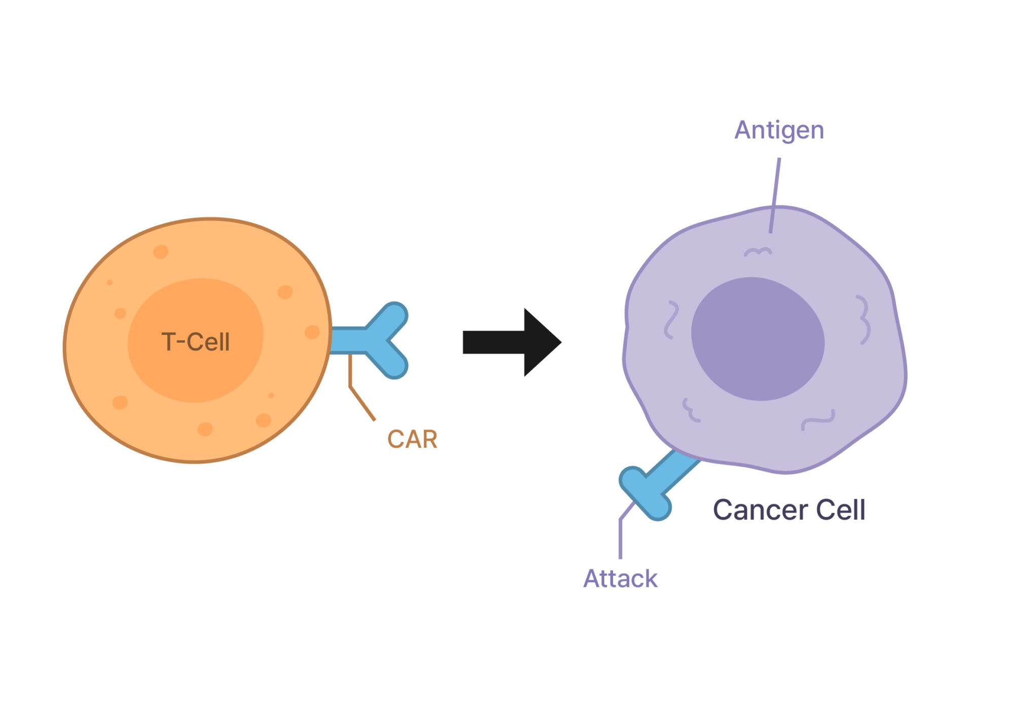 Mechanism of CAR-T Cell Therapy
