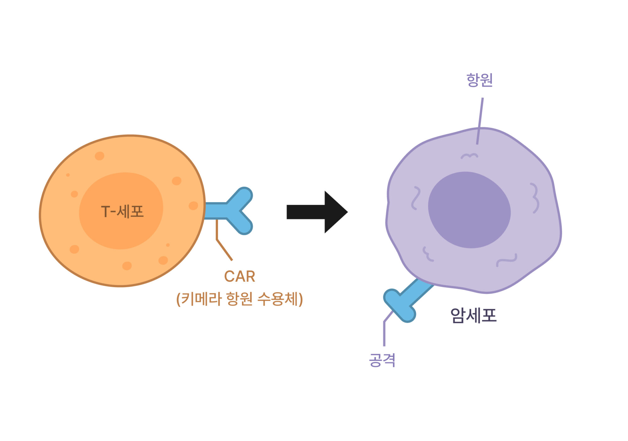 Mechanism of CAR-T Cell Therapy