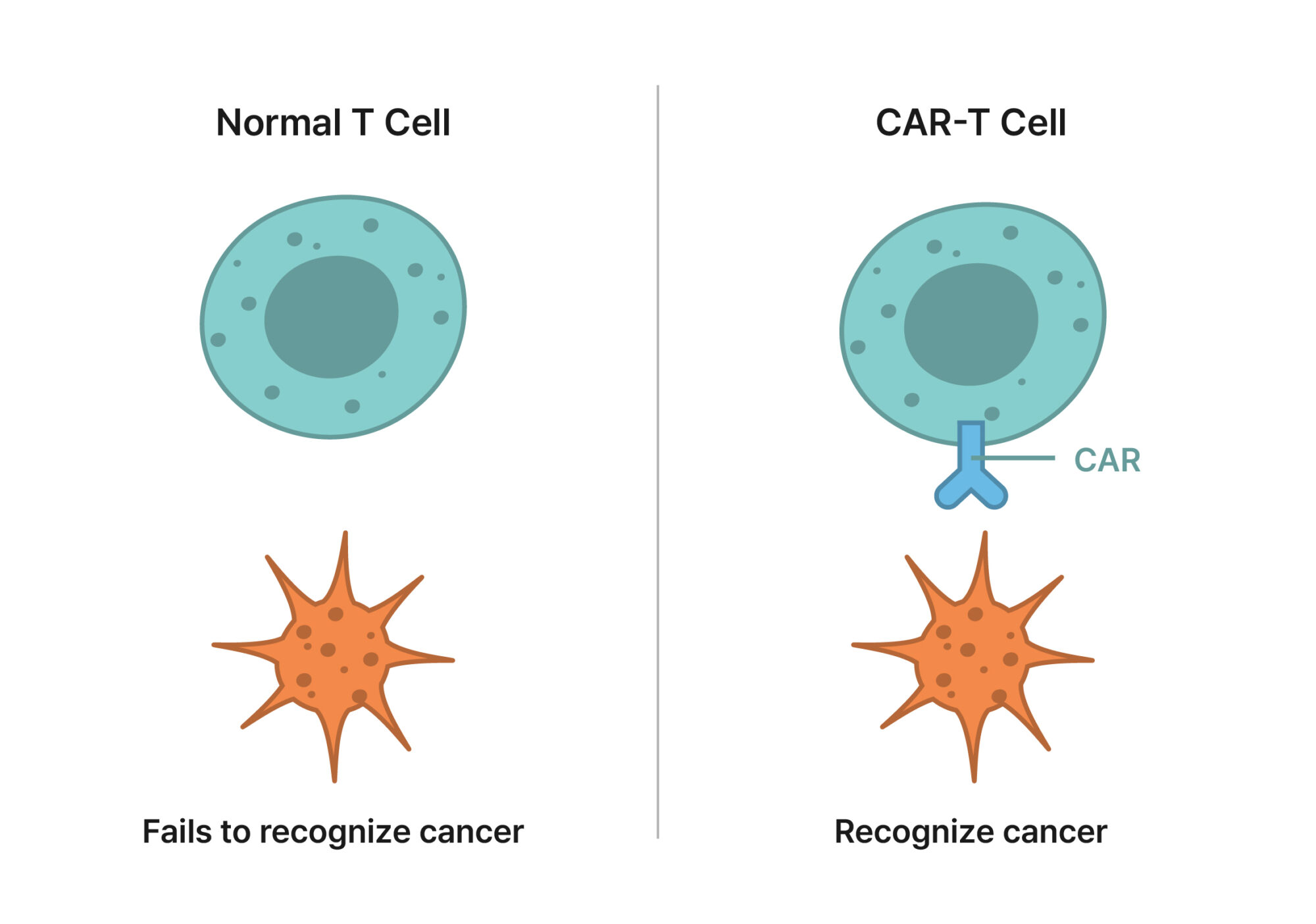 Comparison Between Normal T Cells and CAR-T Cells