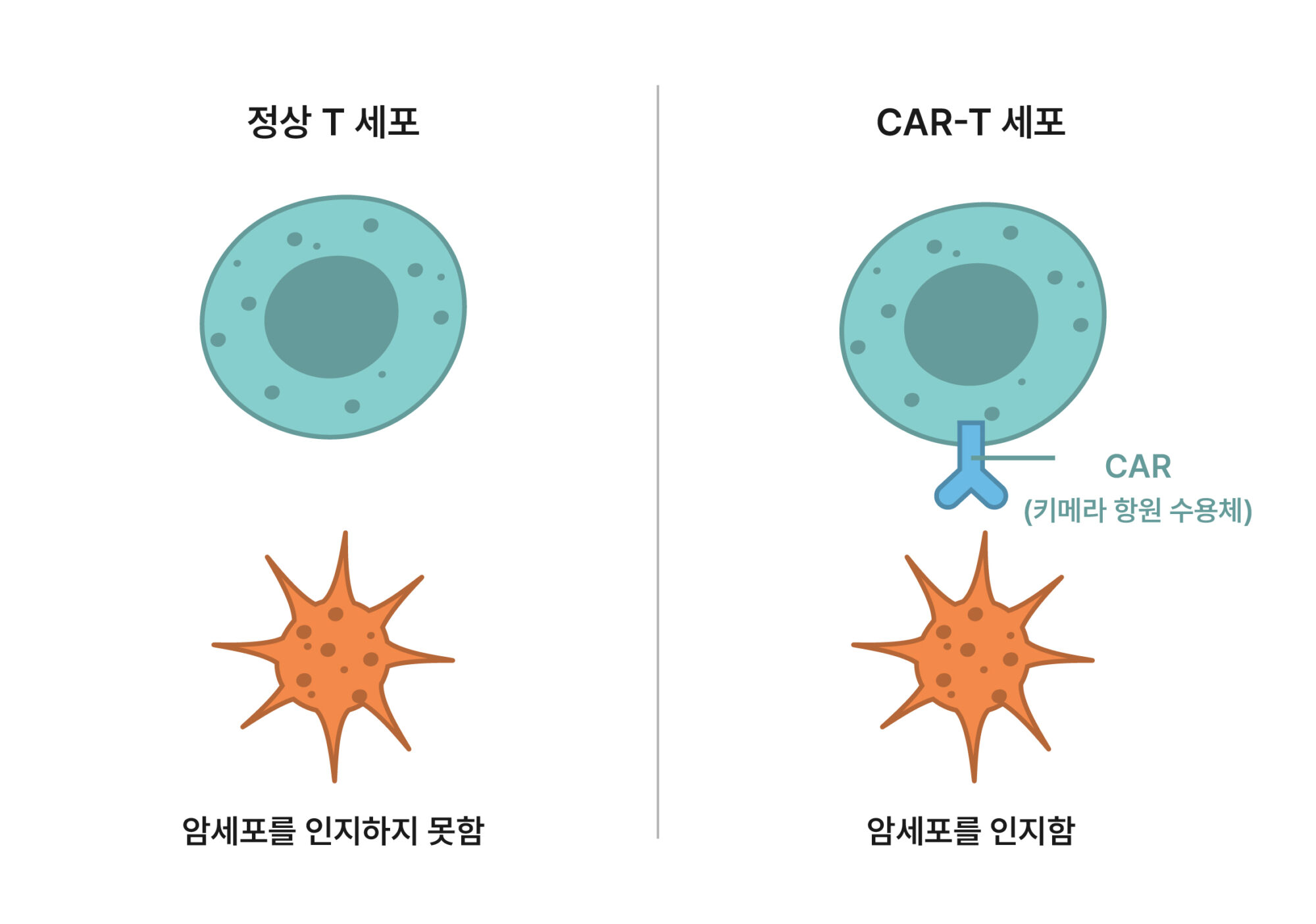 Comparison Between Normal T Cells and CAR-T Cells