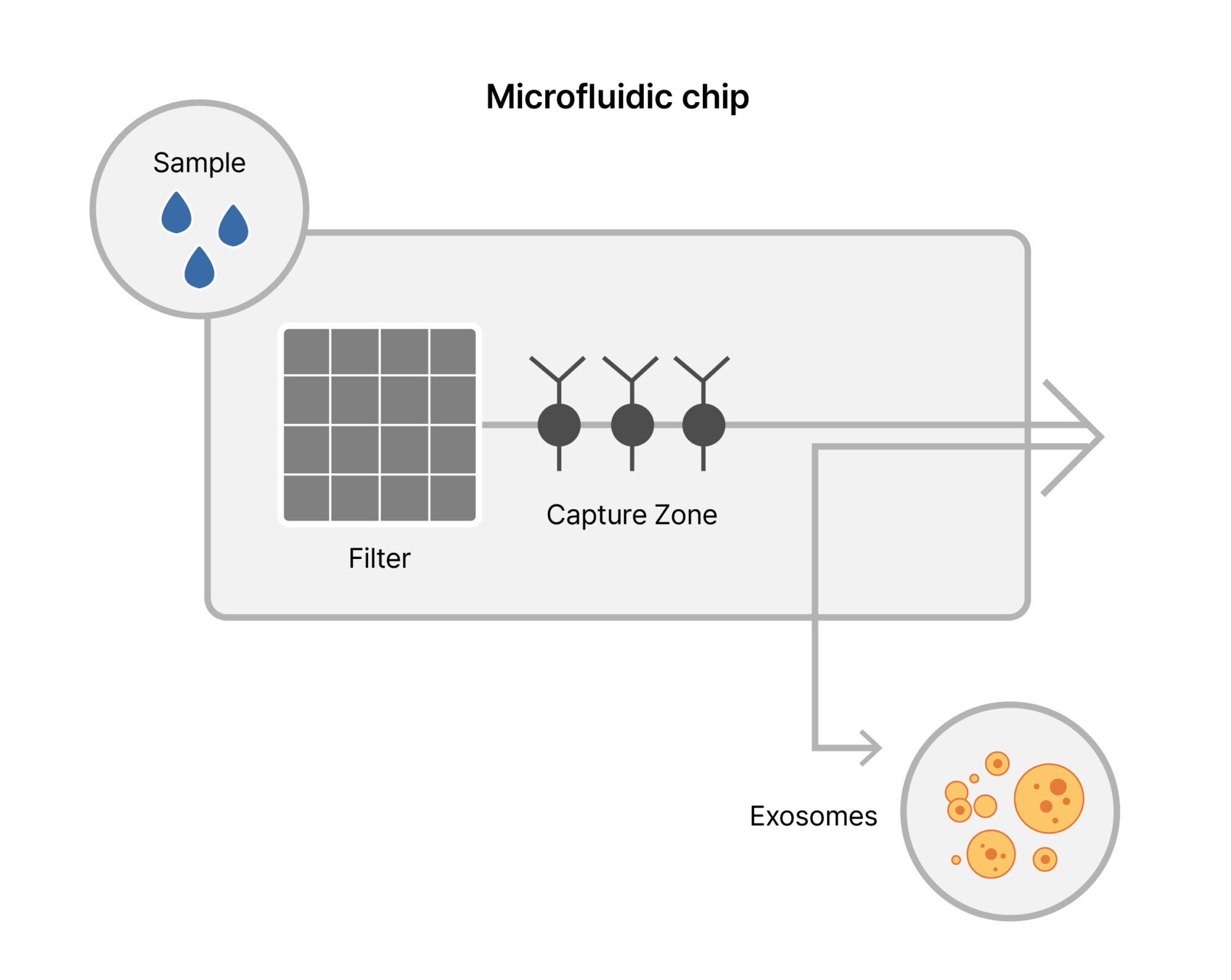 Exosome Isolation Technologies Using Microfluidic Chips.