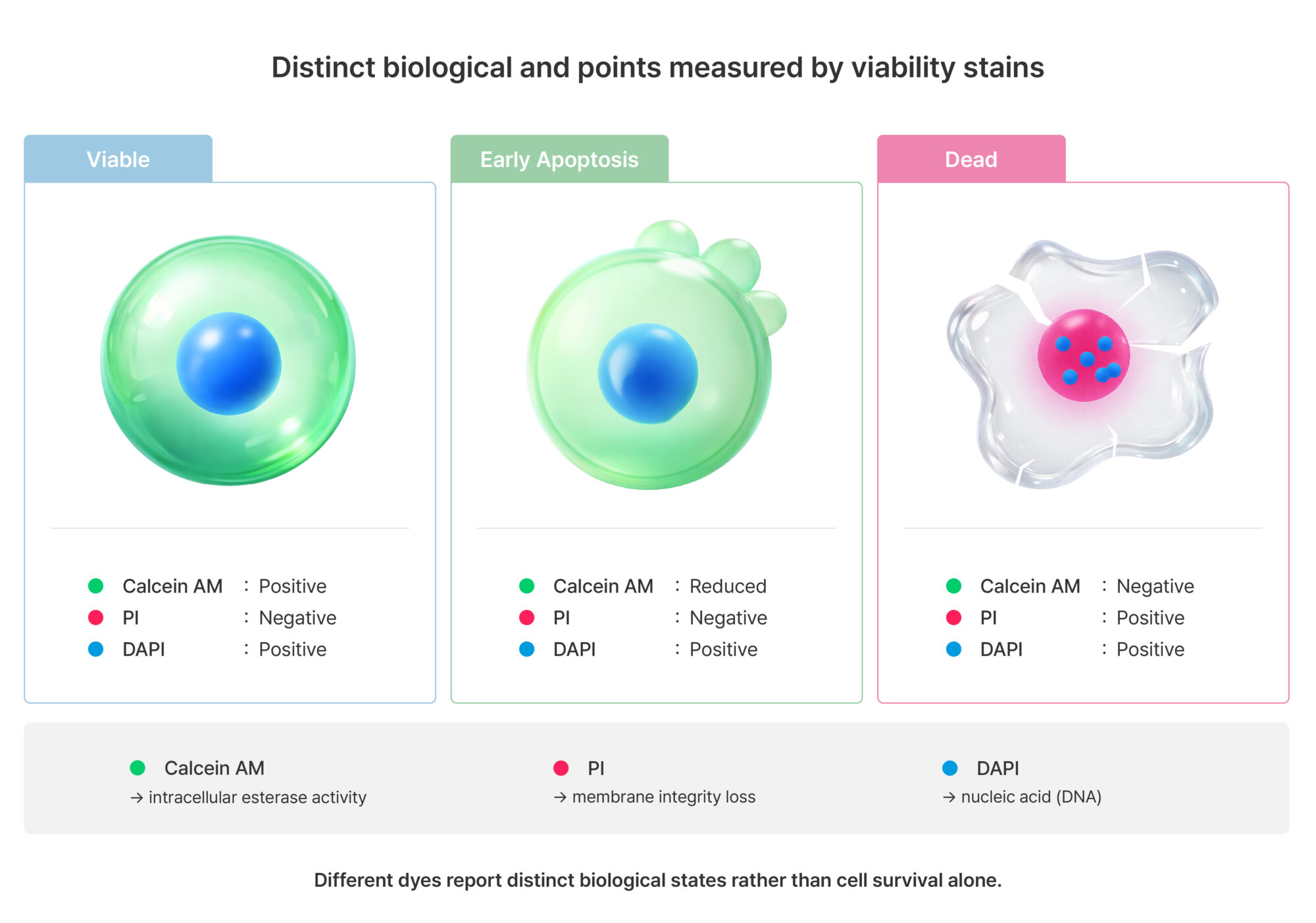 Distinct biological endpoints measured by cell viability stains