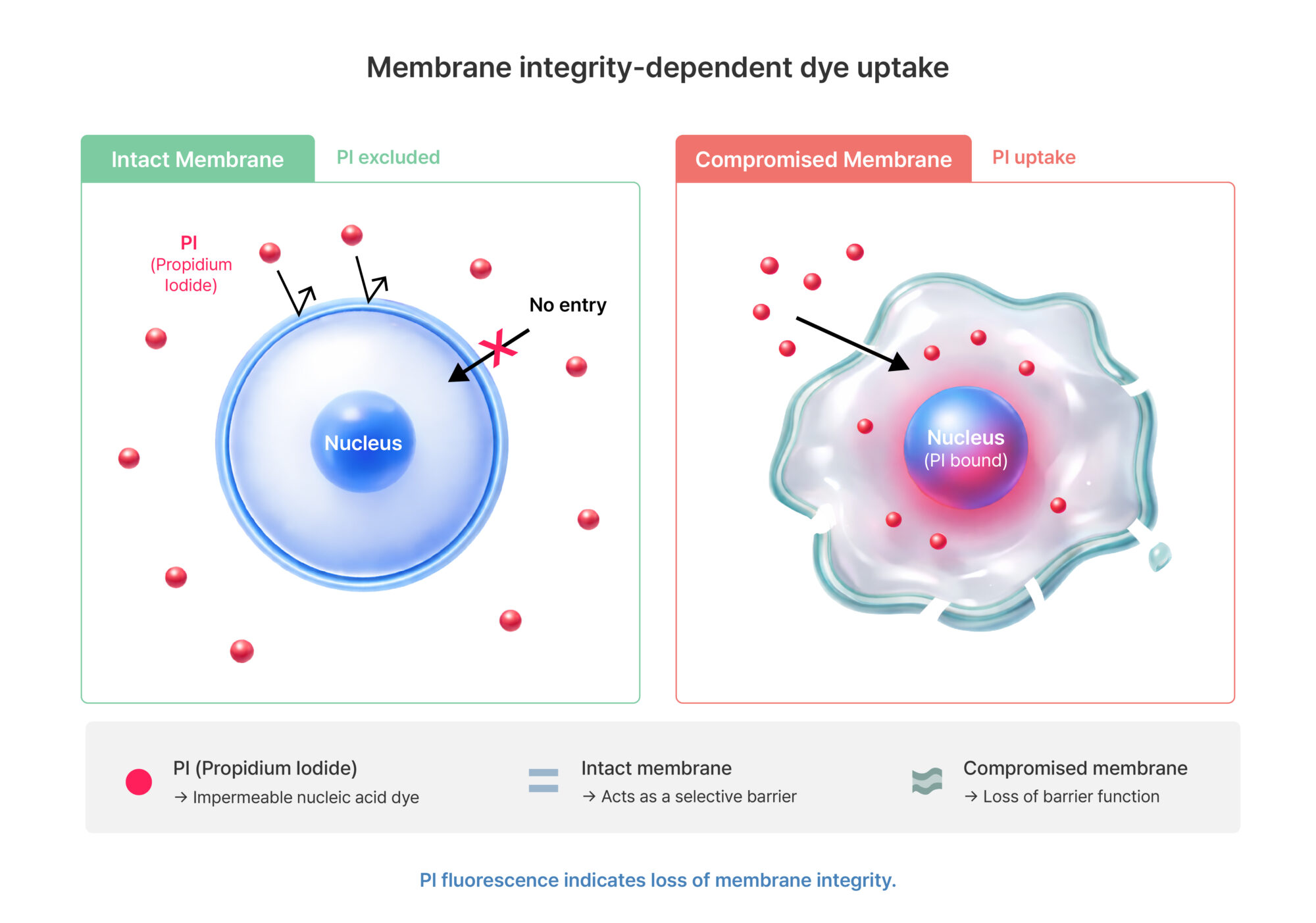 Membrane integrity-dependent dye uptake