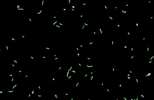 Logos-Biosystems-QUANTOM-Tx-Microbial-Cell-Counter-Lactobacillus-casei