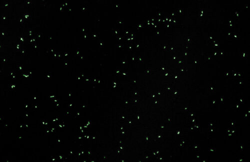 Logos-Biosystems-QUANTOM-Tx-Microbial-Cell-Counter-Pseudomonas-fluorescens