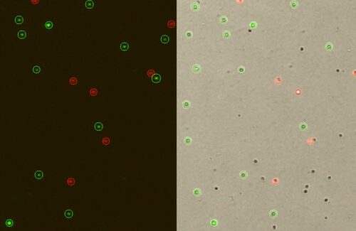 LogosBiosystems-LUNA-FL™-Dual-Fluorescence-Cell-Counter-Mouse-splenocyte