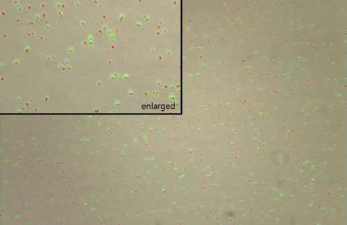 LogosBiosystems-LUNA-FL™-Dual-Fluorescence-Cell-Counter-Saccharomyces-Cerevisiae-50-viability