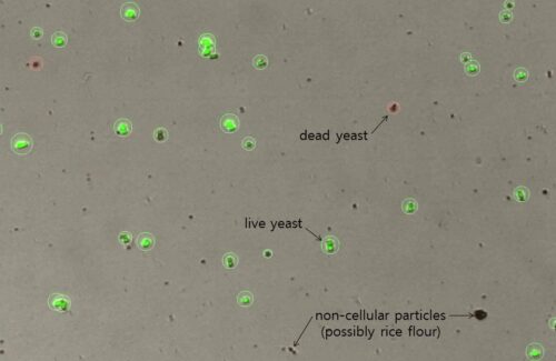 LogosBiosystems-LUNA-FL™-Dual-Fluorescence-Cell-Counter-Yeasts-in-a-messy-culture