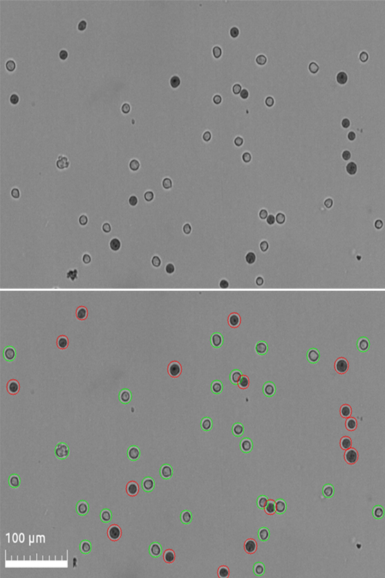 HL60 Logos Biosystems Advanced Imaging Solutions for Research