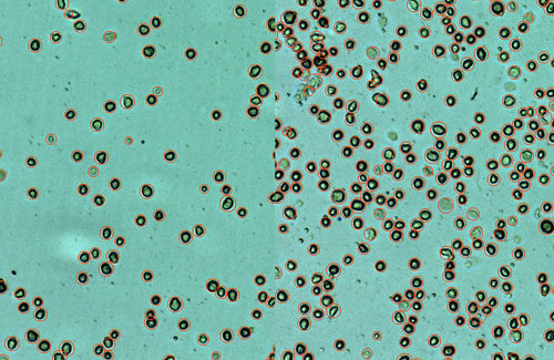 LogosBiosystems_LUNA-III_Advanced-Cell-Counting-and-Viability-Assessment_Thumbnail