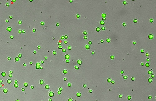 LogosBiosystems_LUNA_FX7_Fluorescent-Dyes-and-Automated-Cell-Counters-500x325