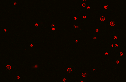 LogosBiosystems_LUNA_FX7_Somatic-cell-counting_bg-500x325