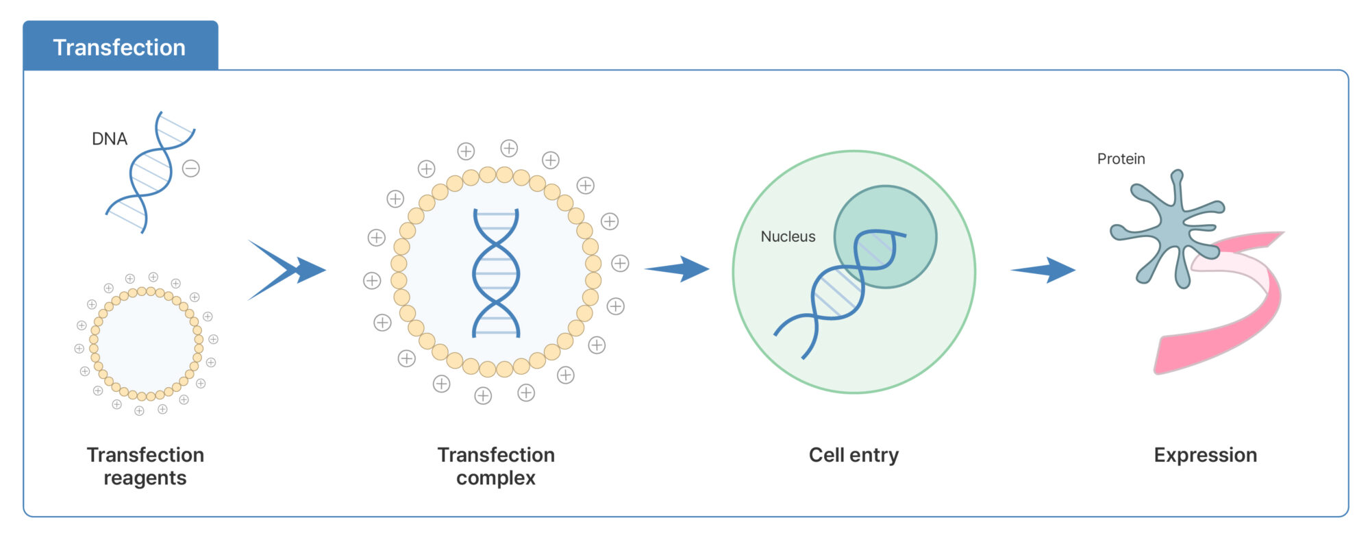 Basic principle of transfection