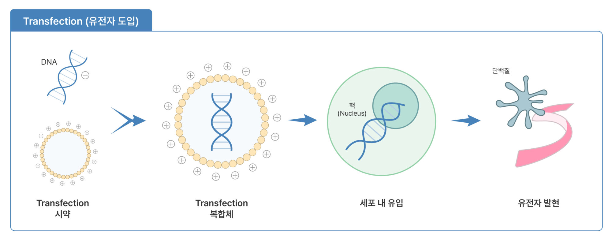 Transfection의 기본 원리