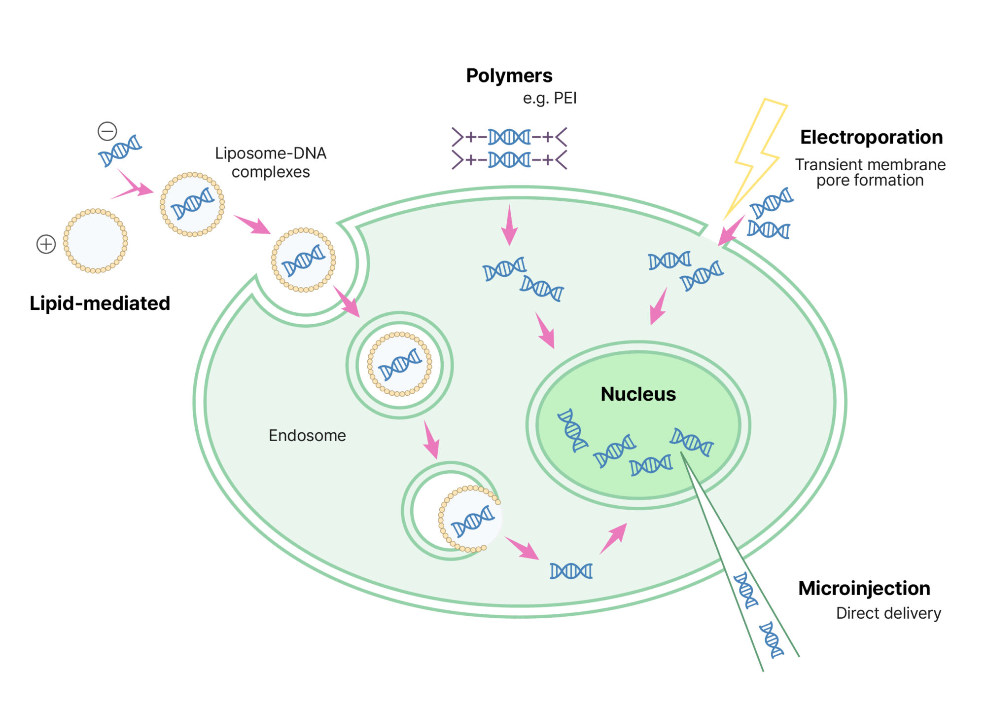 Comparison of representative non-viral transfection methods