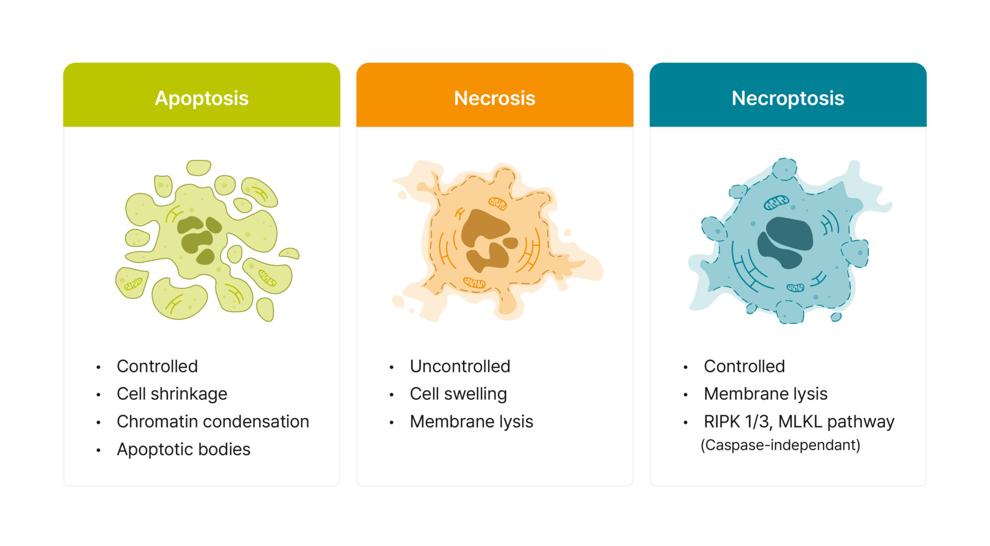 Morphological characteristics of the three major types of cell death