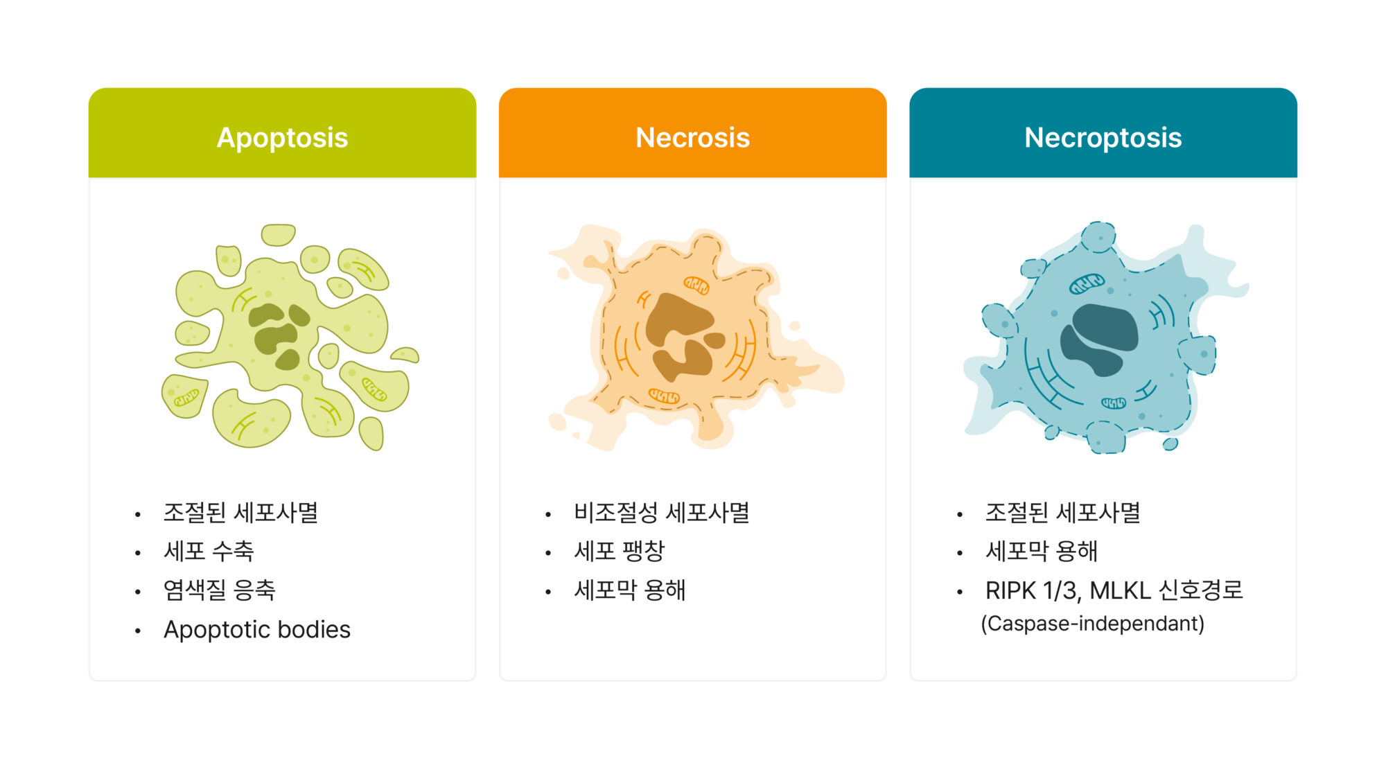 세포 사멸 3대장의 형태학적 특징 비교