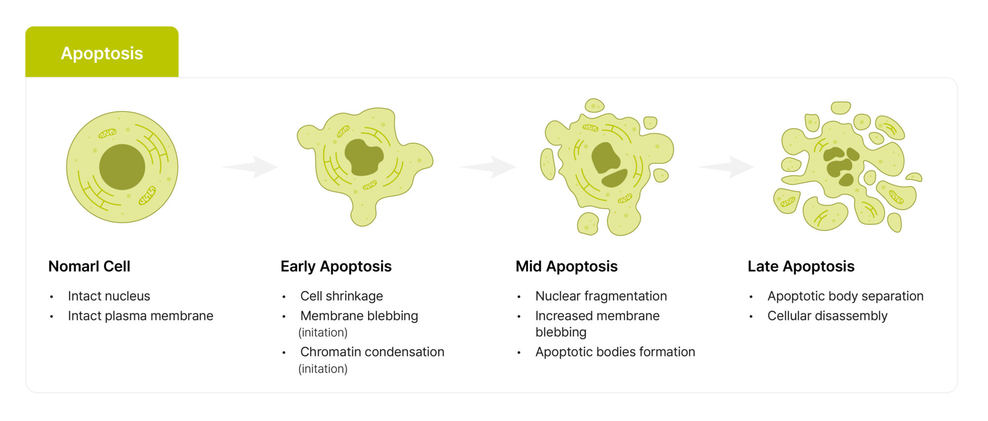 Morphological characteristics of the three major types of cell death