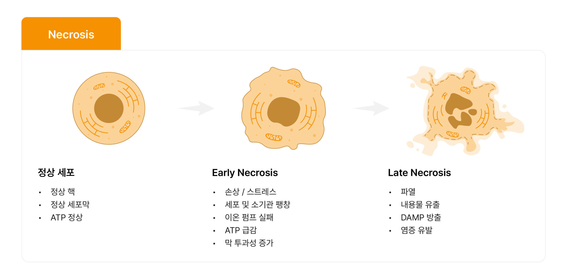 Necrosis의 단계별 형태 변화